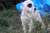 Des Monts De Guyenne - Setter Anglais - Portée née le 03/08/2014