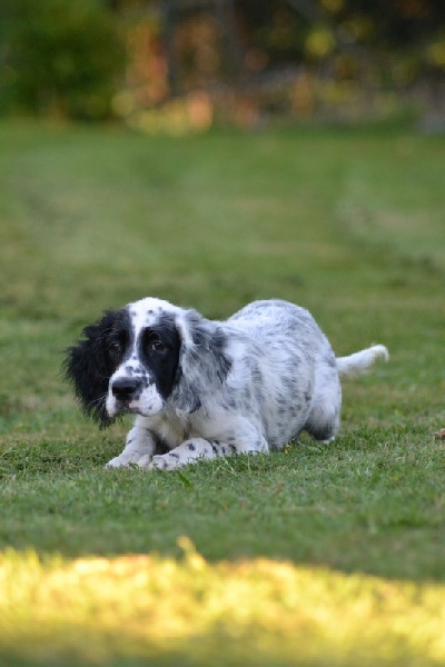 Lady Des Monts De Guyenne