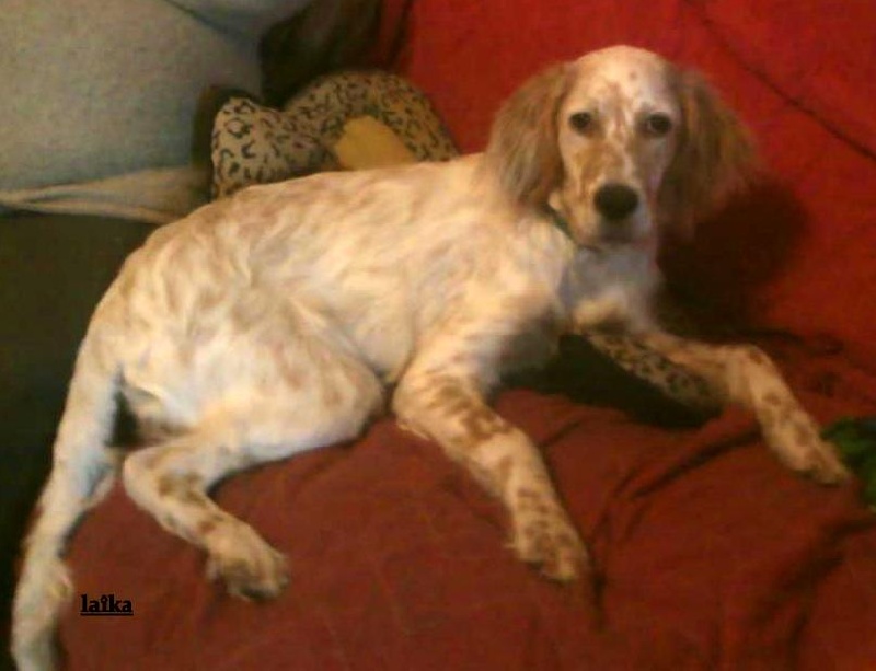 Laîka Des Monts De Guyenne