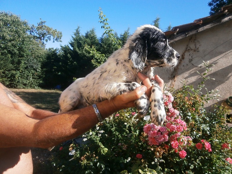 Des Monts De Guyenne - Setter Anglais - Portée née le 29/05/2015
