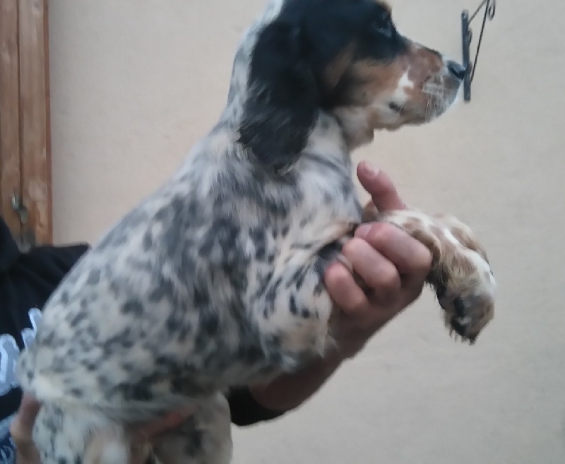 Des Monts De Guyenne - Setter Anglais - Portée née le 29/07/2015